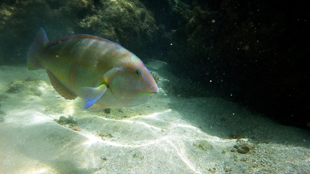 Vida marinha nas piscinas naturais de Maragogi