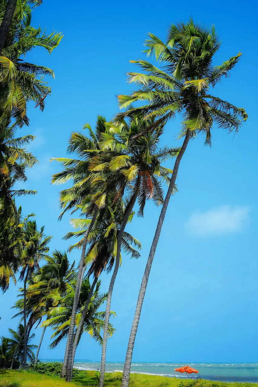 Japaratinga em Alagoas